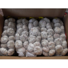 Good Quality Chinese Fresh White Garlic